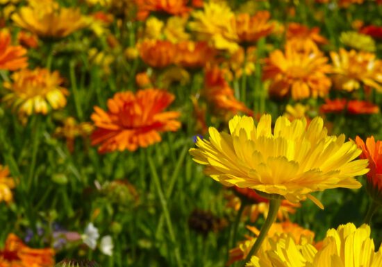 Although it may seem like watering and weeding are your only tasks this month, there’s still a lot to do. Help your garden beat the heat and prep for fall at the same time.