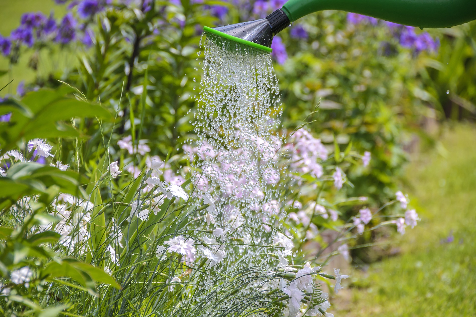 Although it may seem like watering and weeding are your only tasks this month, there’s still a lot to do. Help your garden beat the heat and prep for fall at the same time.