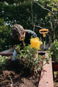 Farmer Nick planting a flowering plant