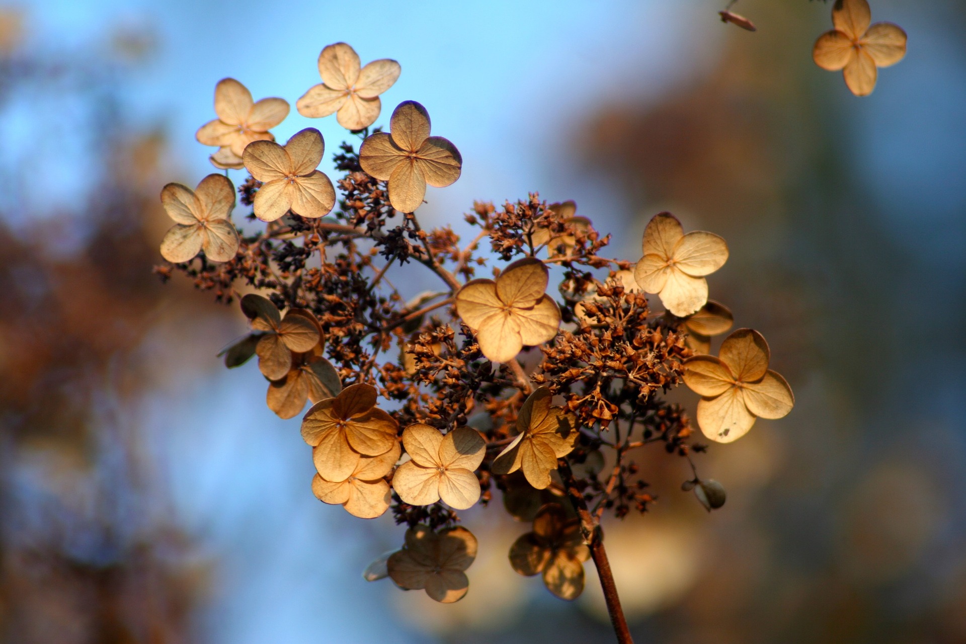 Image of Digging up hydrangea plant in fall