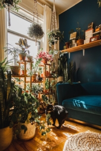indoor plants