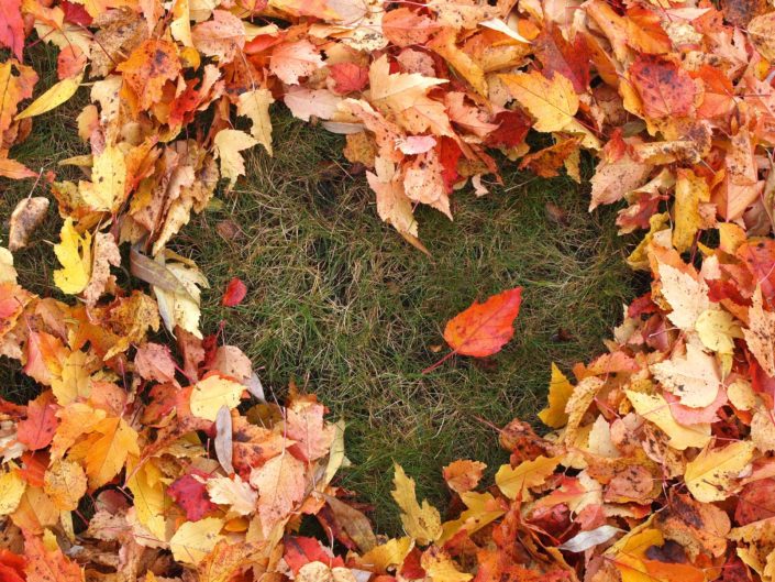 fall-leaves