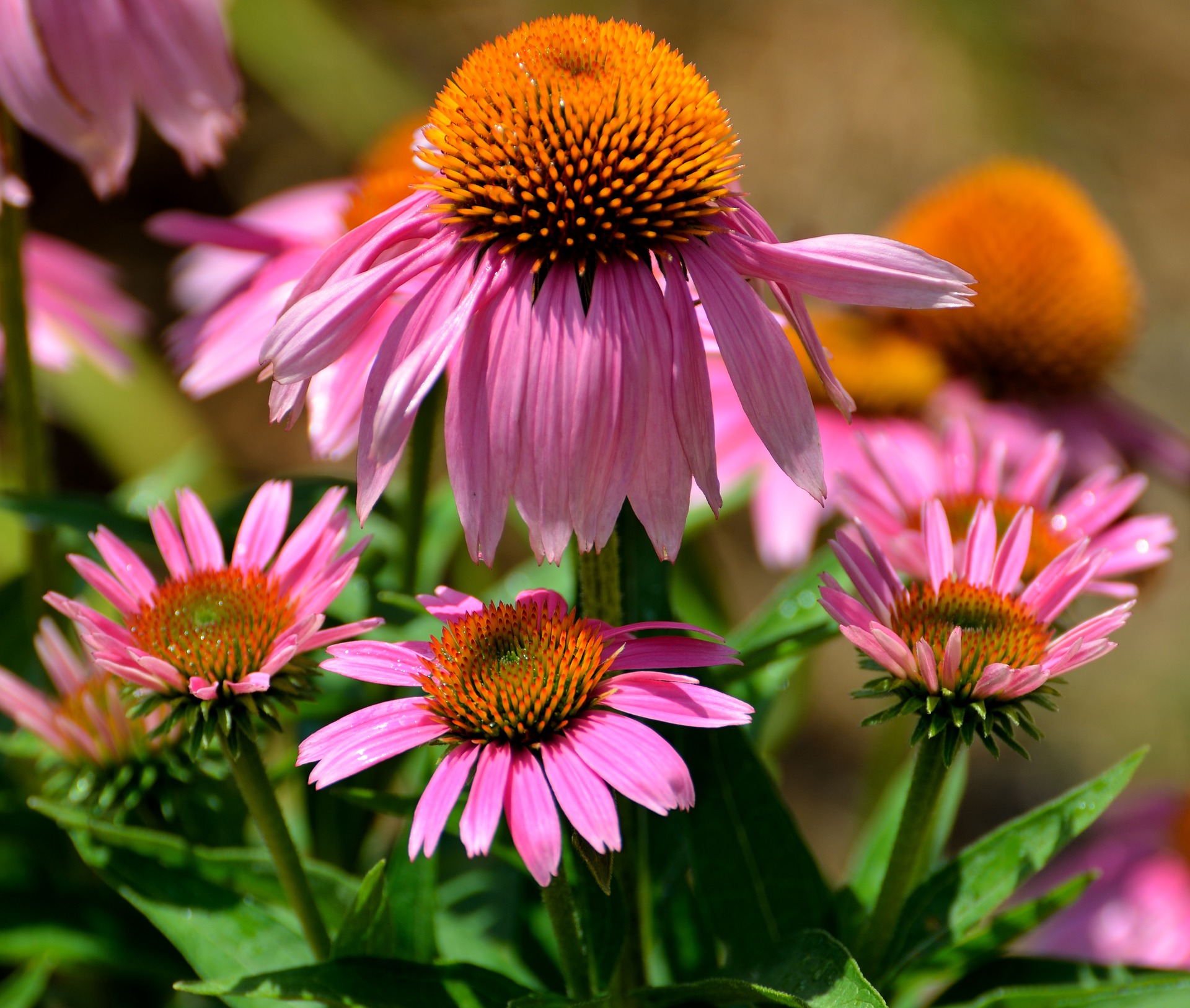 Perennials, those plants that return each year, provide a low-maintenance way to have a beautiful, colorful garden. 