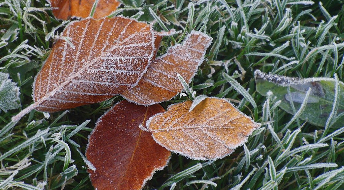 Winter can be hard on any garden, but many plants can be protected from a light frost and continue to grow until your first hard freeze.
