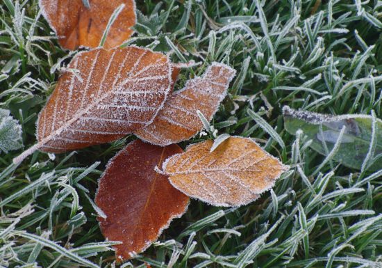 Winter can be hard on any garden, but many plants can be protected from a light frost and continue to grow until your first hard freeze.