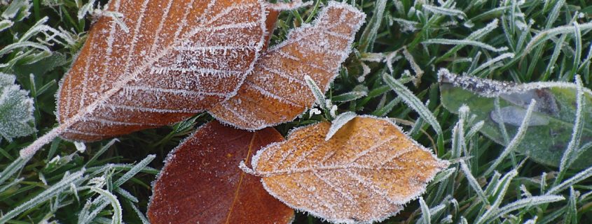 Winter can be hard on any garden, but many plants can be protected from a light frost and continue to grow until your first hard freeze.