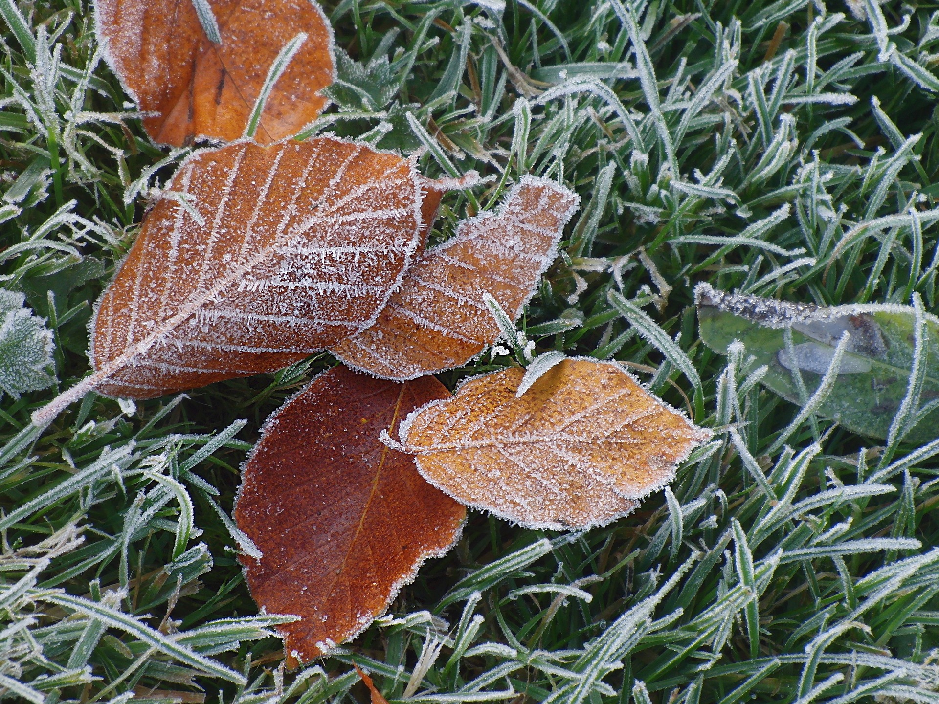 Winter can be hard on any garden, but many plants can be protected from a light frost and continue to grow until your first hard freeze.