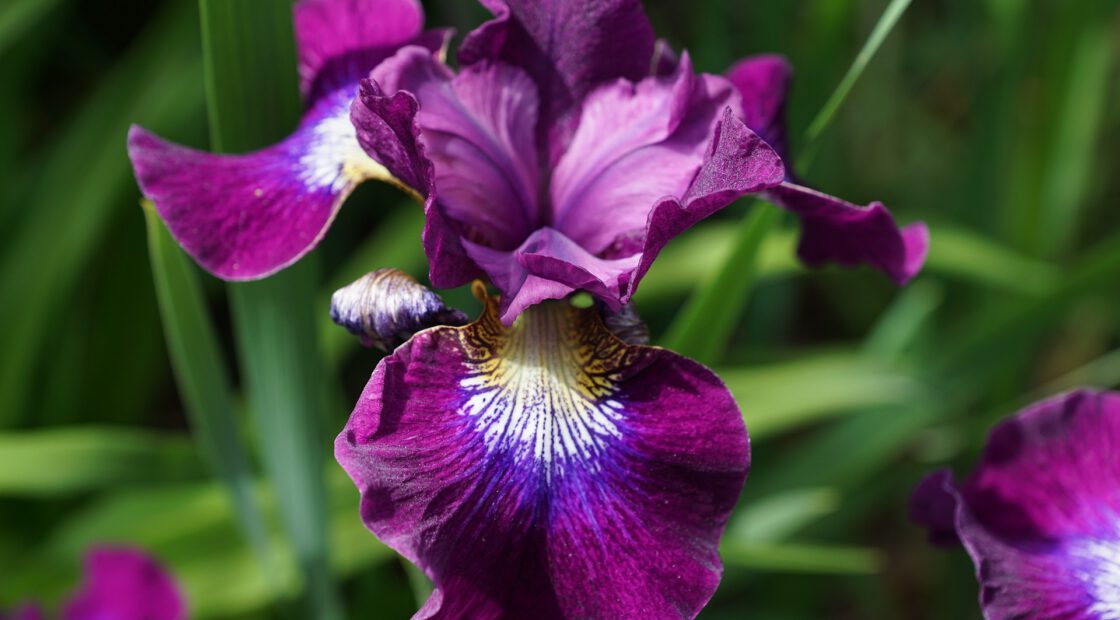 Perennials, those plants that return each year, provide a low-maintenance way to have a beautiful, colorful garden.