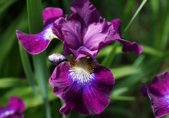 Perennials, those plants that return each year, provide a low-maintenance way to have a beautiful, colorful garden.