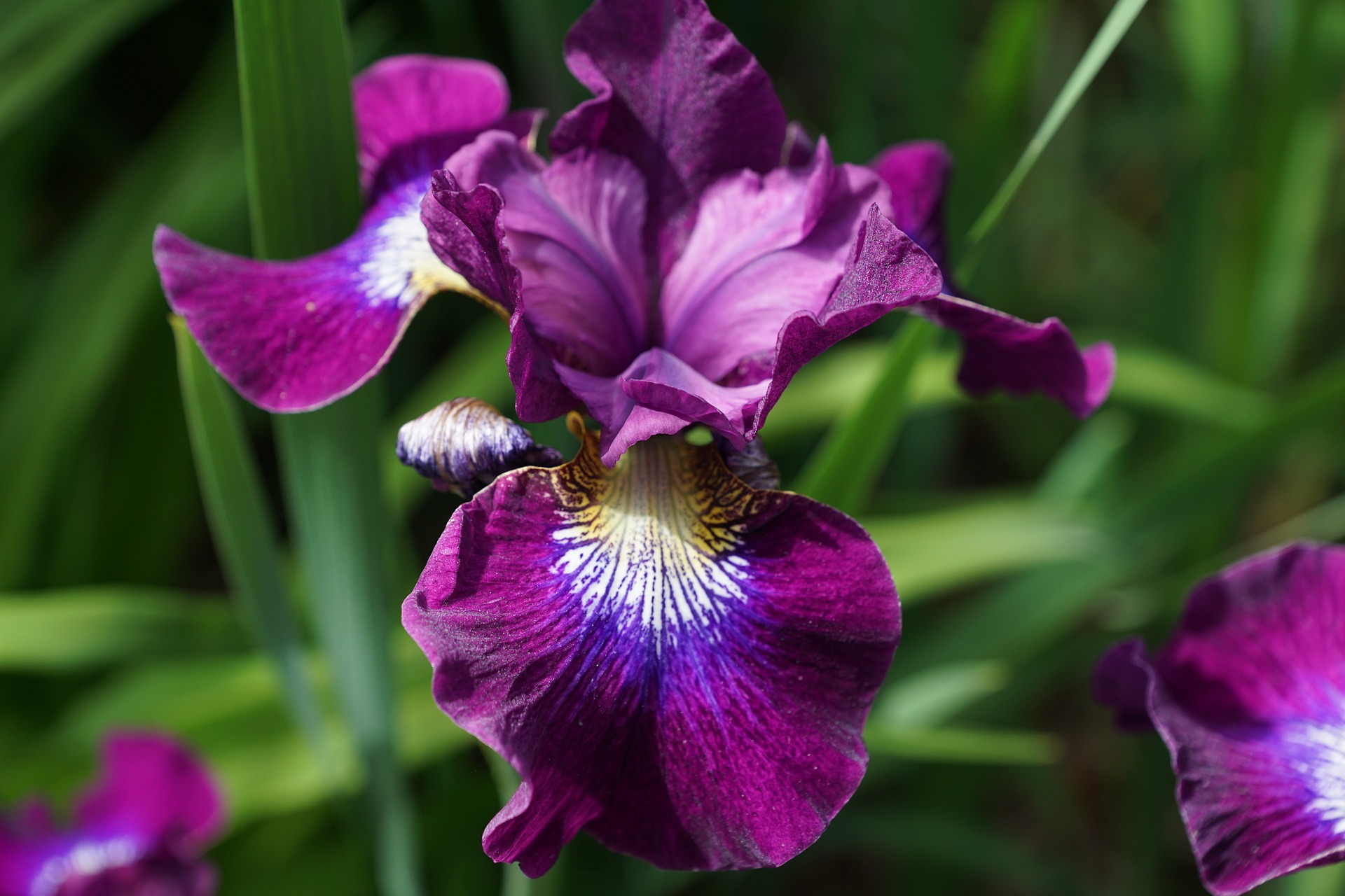 Why Fall is the Best Time to Plant Perennials Espoma
