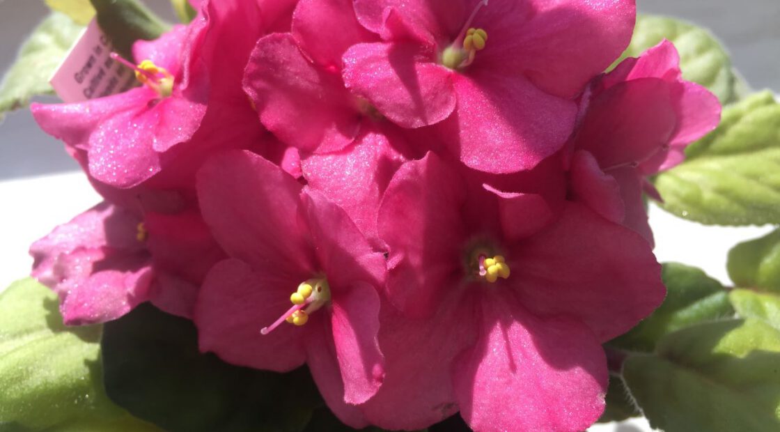 african violet, pink flower