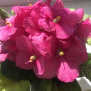 african violet, pink flower