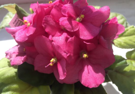 african violet, pink flower