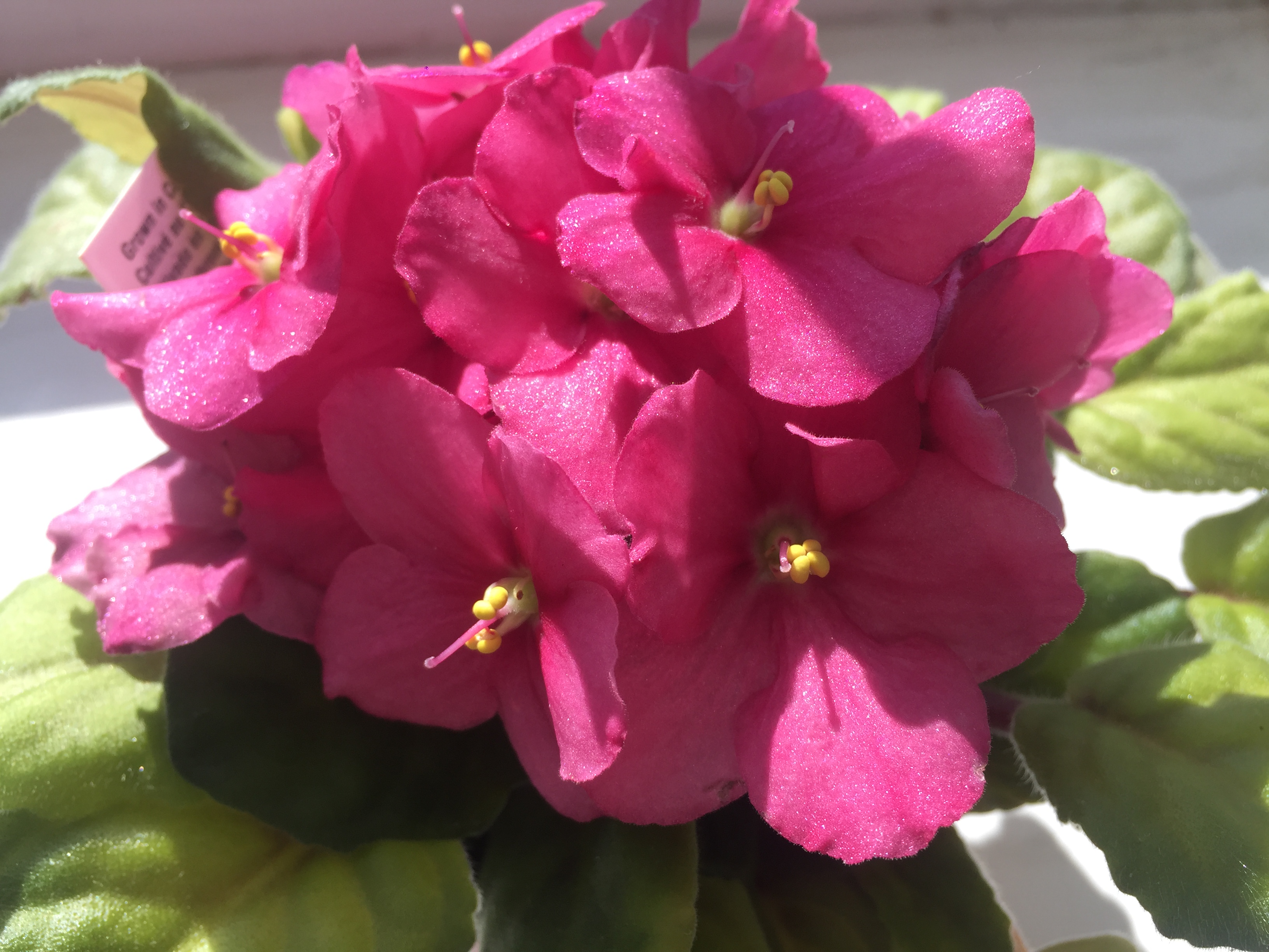 Espoma | Plant African Violets for a Pop of Color | Espoma