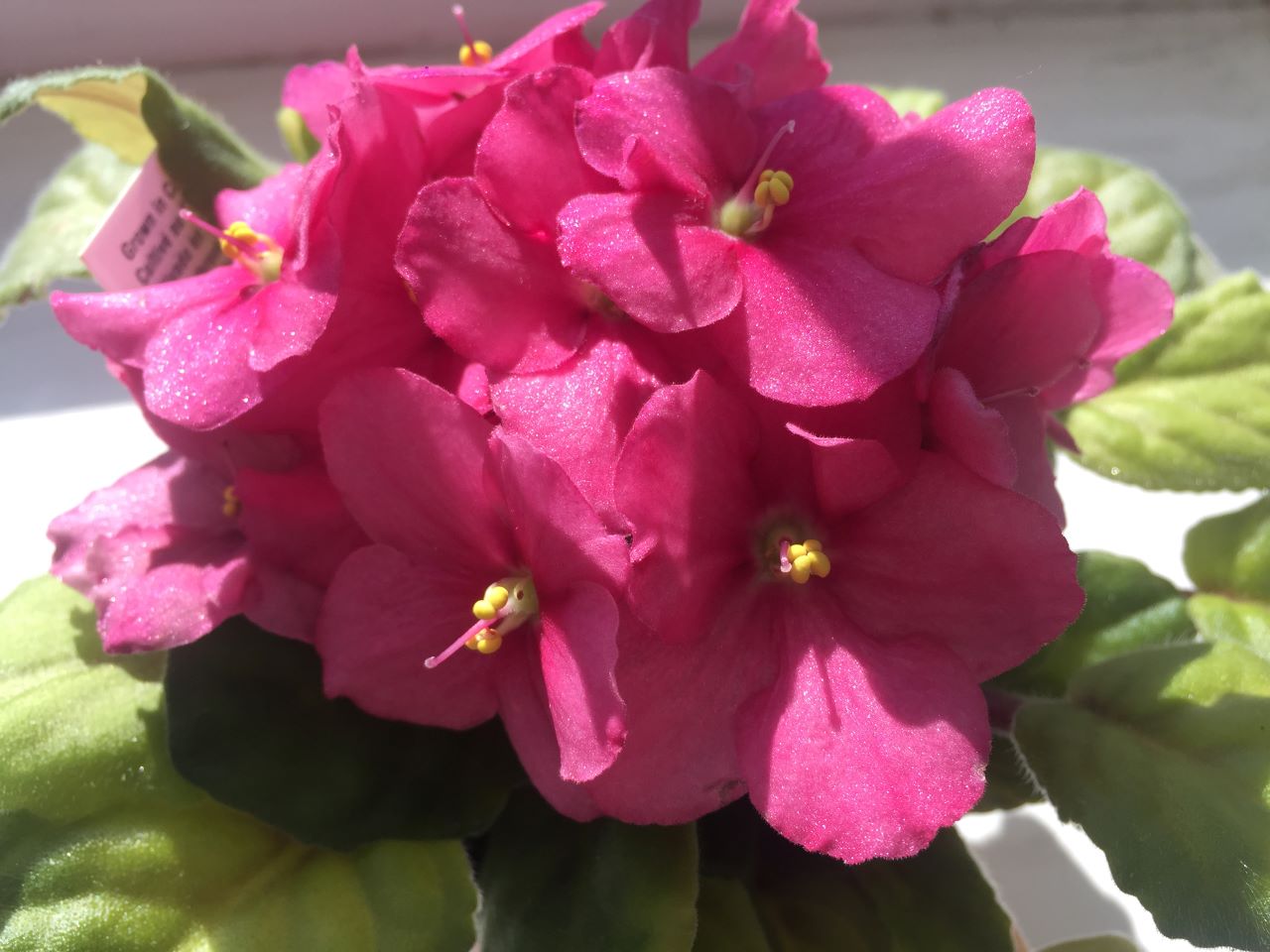 Plant African Violets for a Pop of Color | Espoma