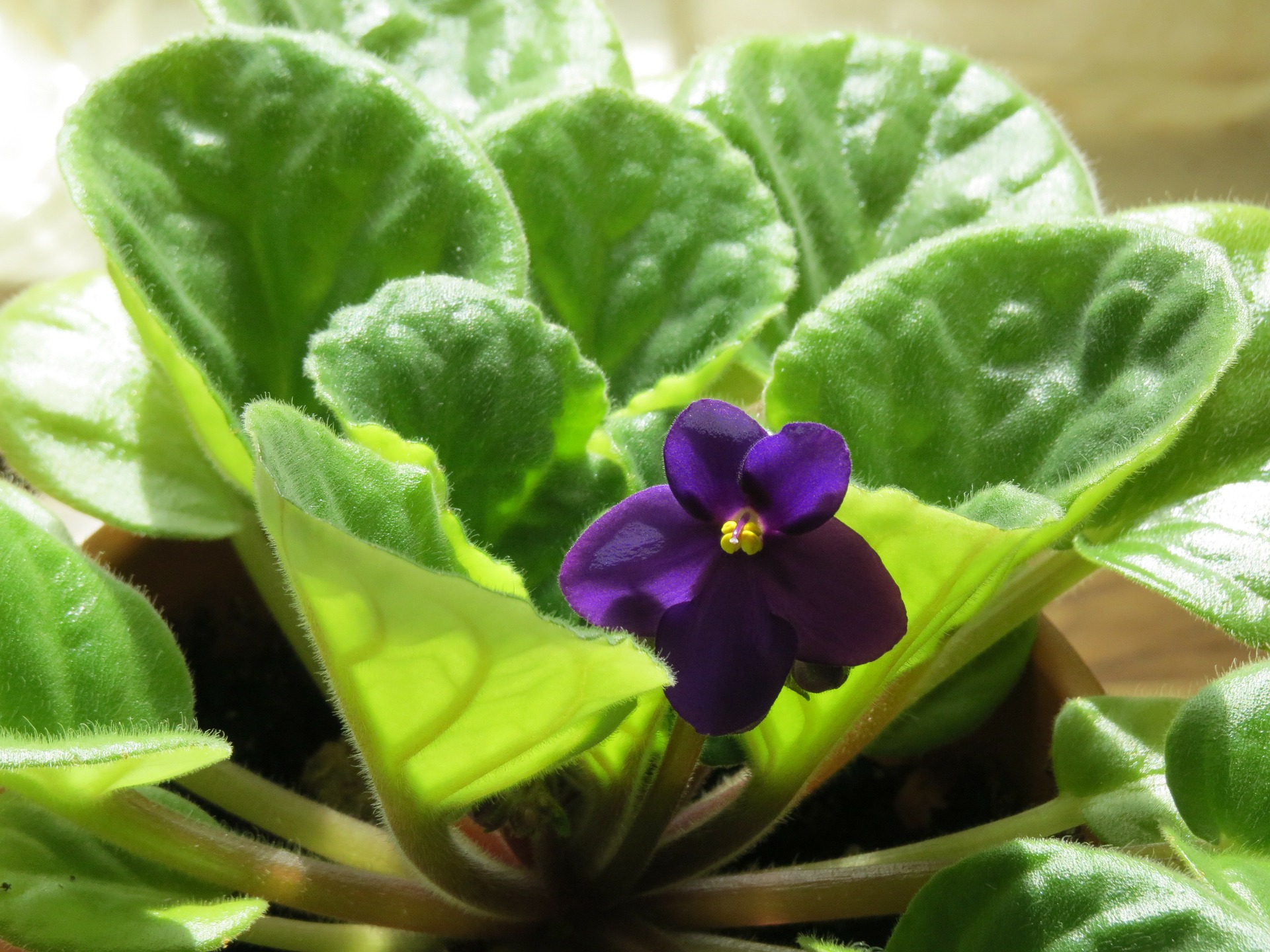 Entretien des plantes d'intérieur violettes africaines