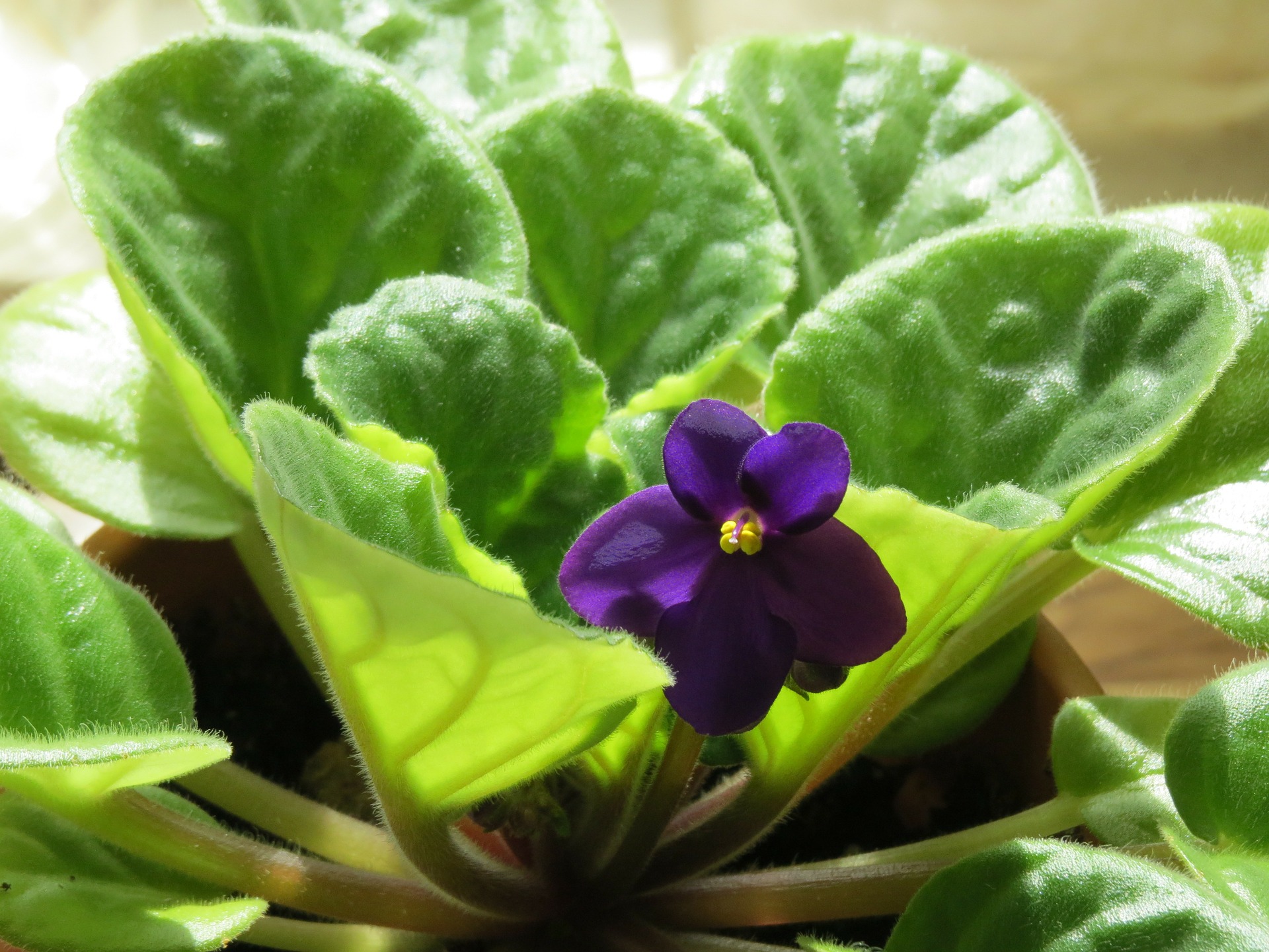 african violet care indoors