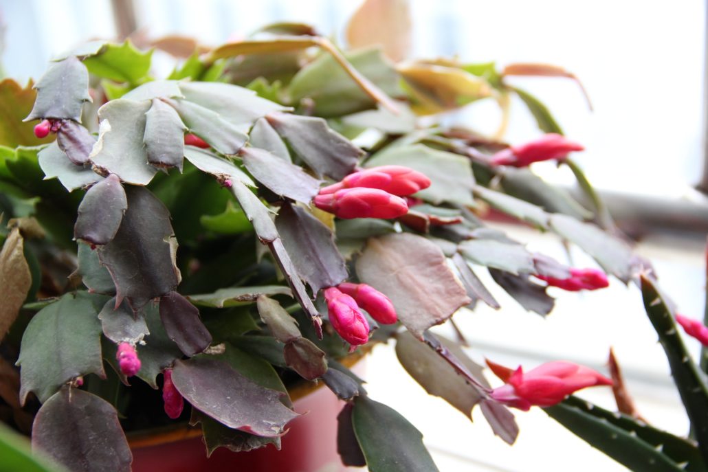 christmas-cactus