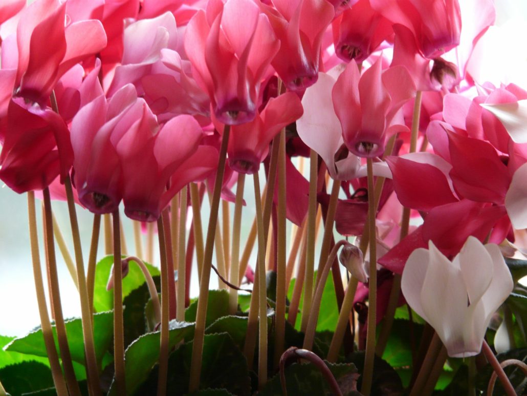 cyclamen-11290_1920