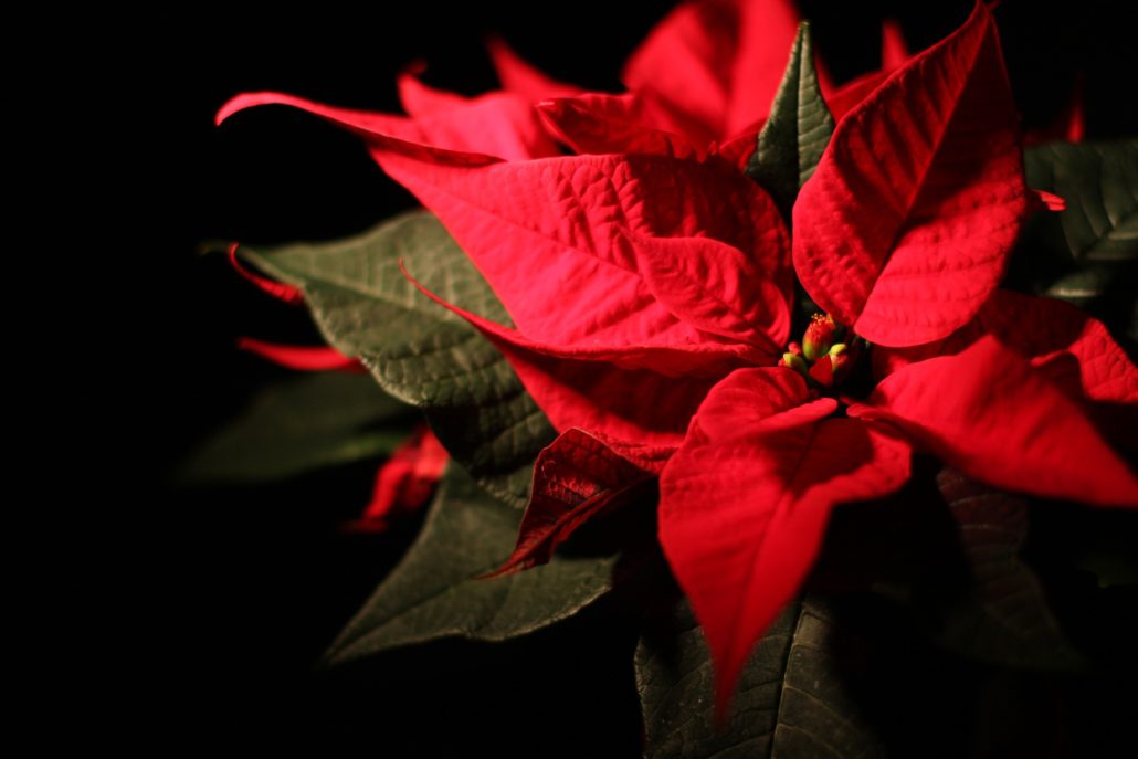 poinsettia