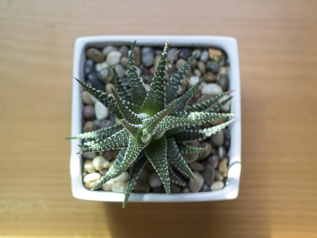 How to Care for Succulents and Cacti in Winter Espoma