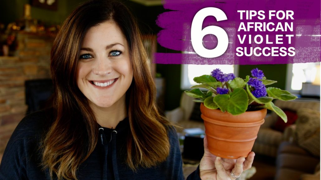 6 Tips For Caring for African Violets Espoma