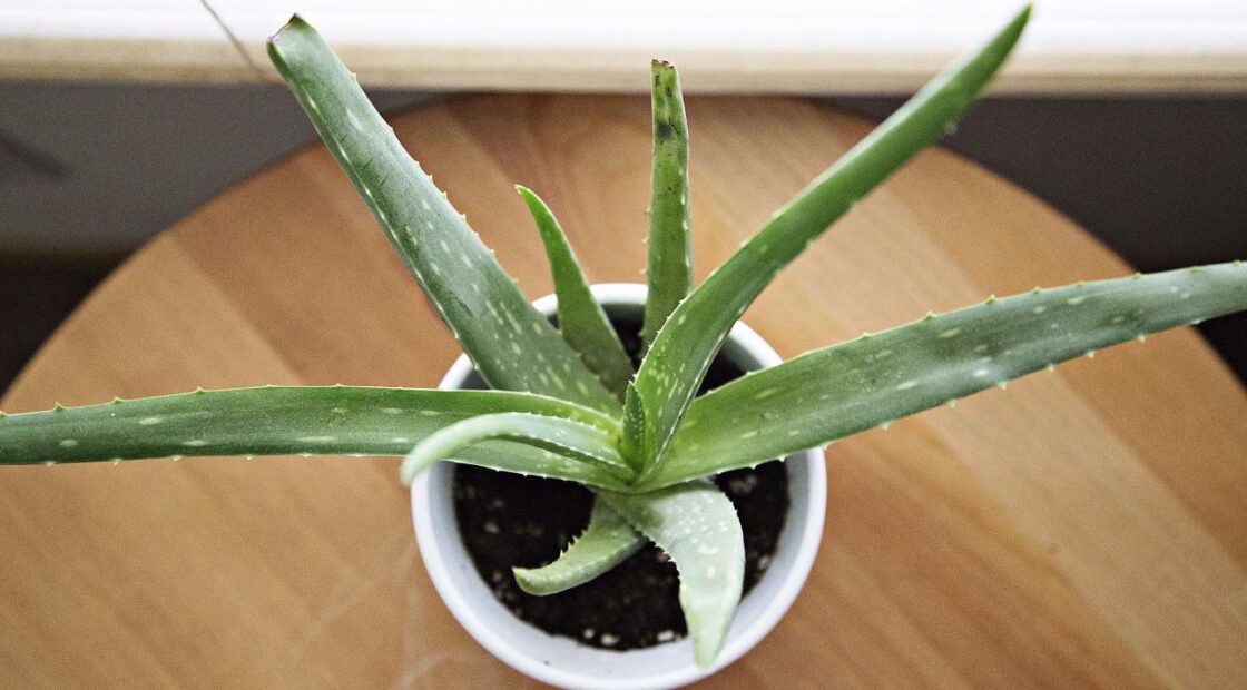 aloe vera plant, organic