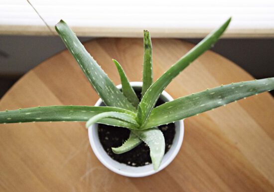 aloe vera plant, organic