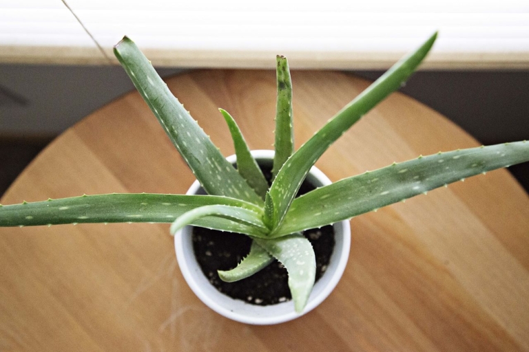 aloe vera plant, organic
