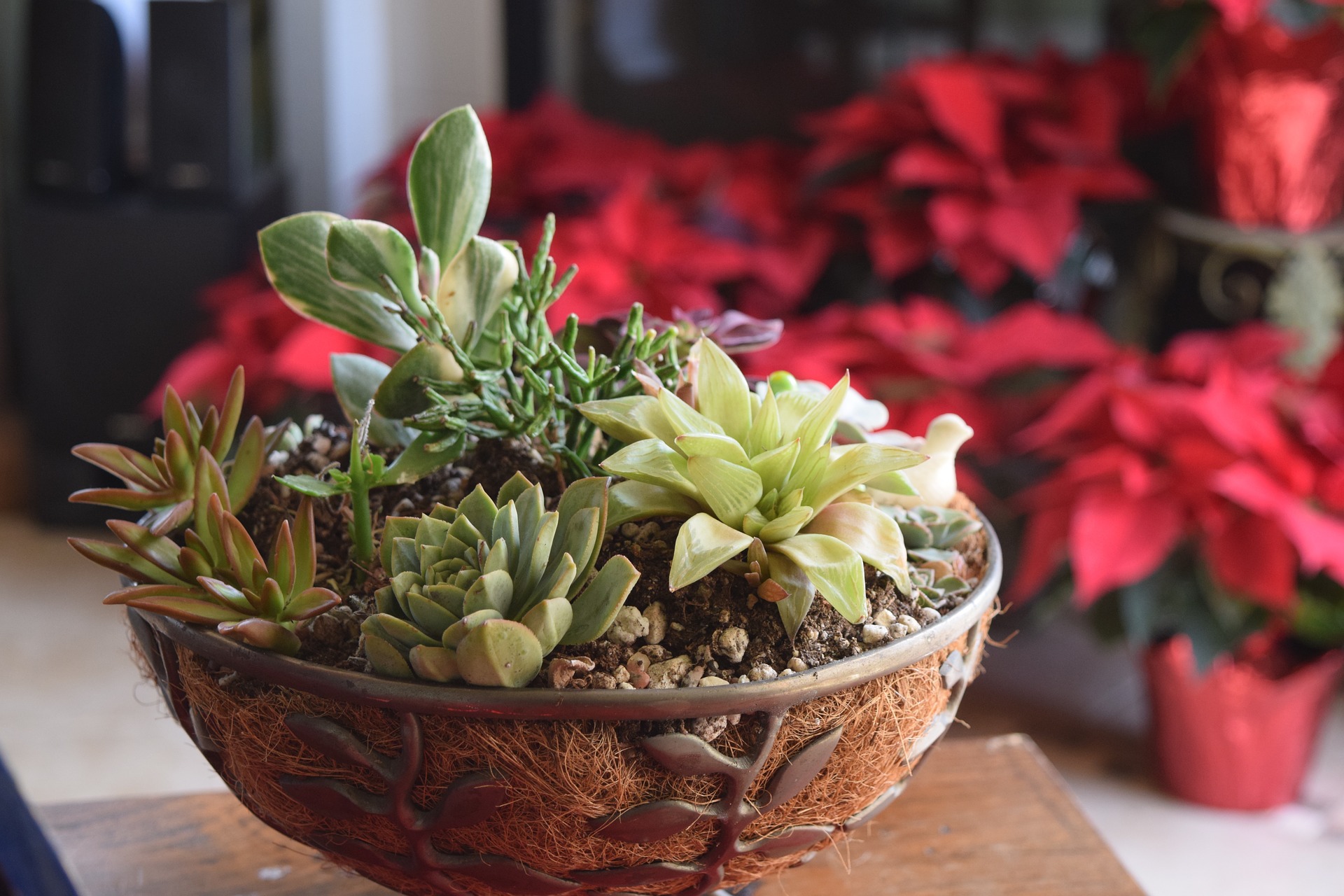 How to decorate with succulents for the holidays   Espoma