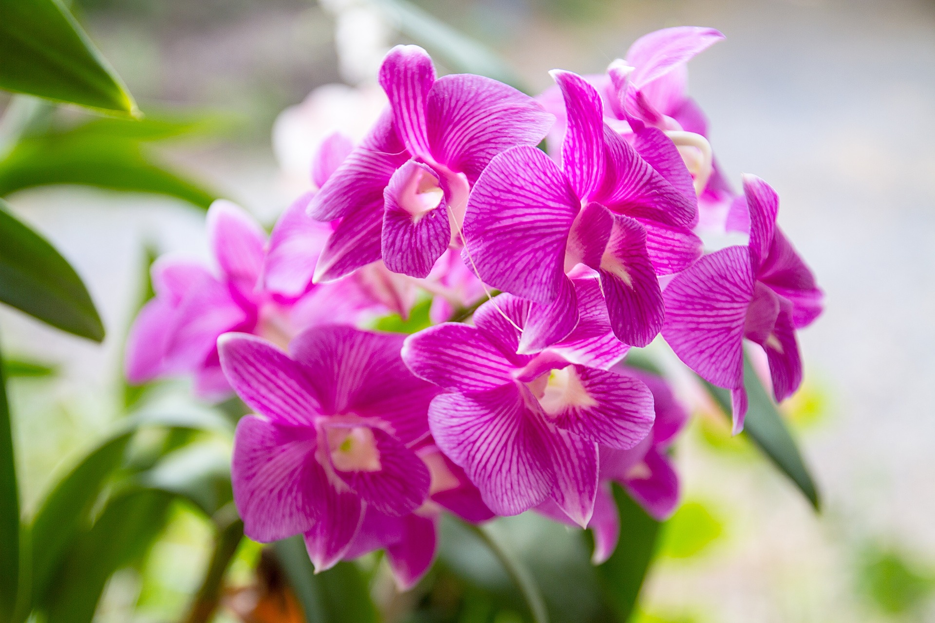orchid-1594602_1920