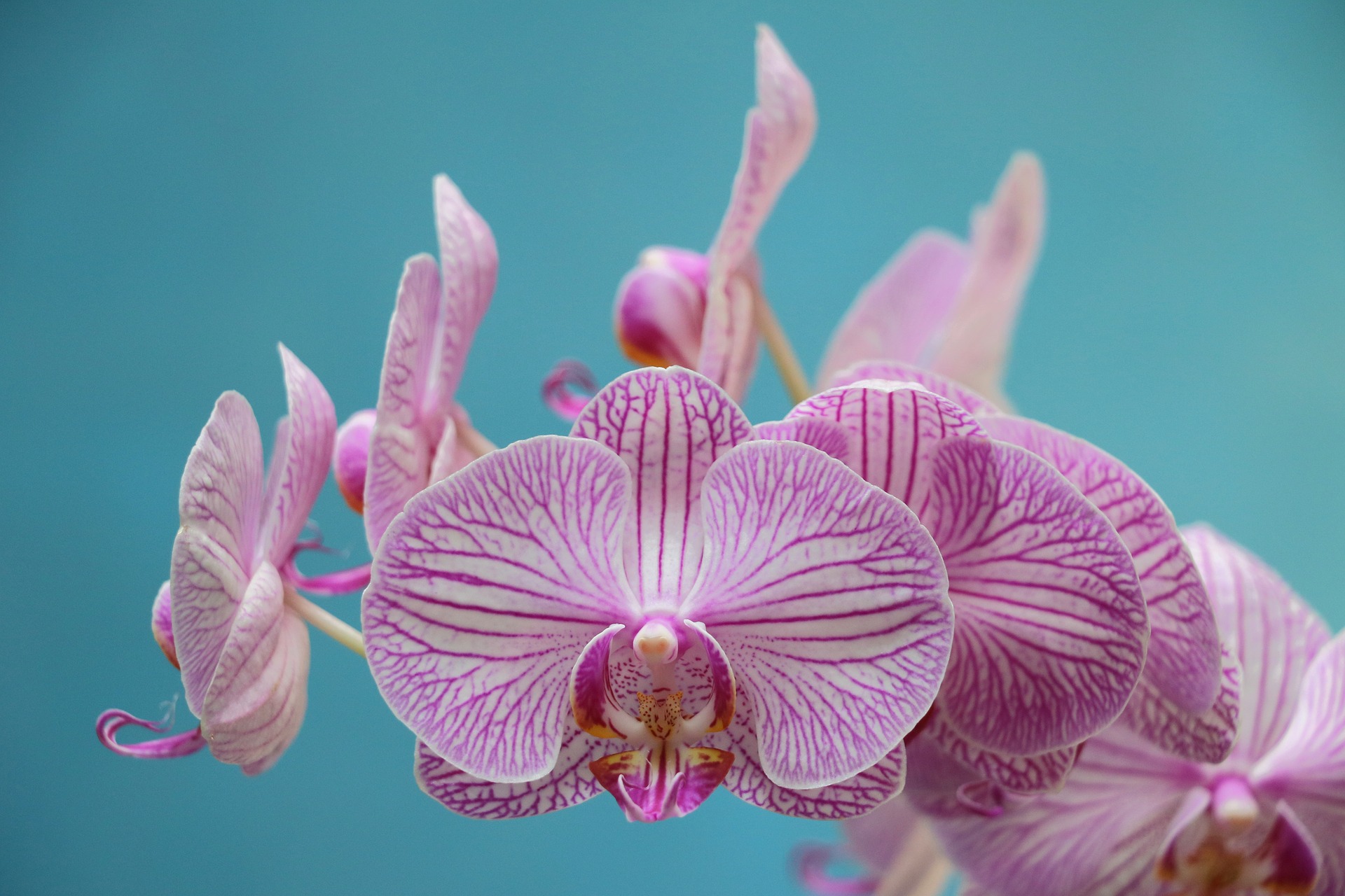orchid-1677518_1920