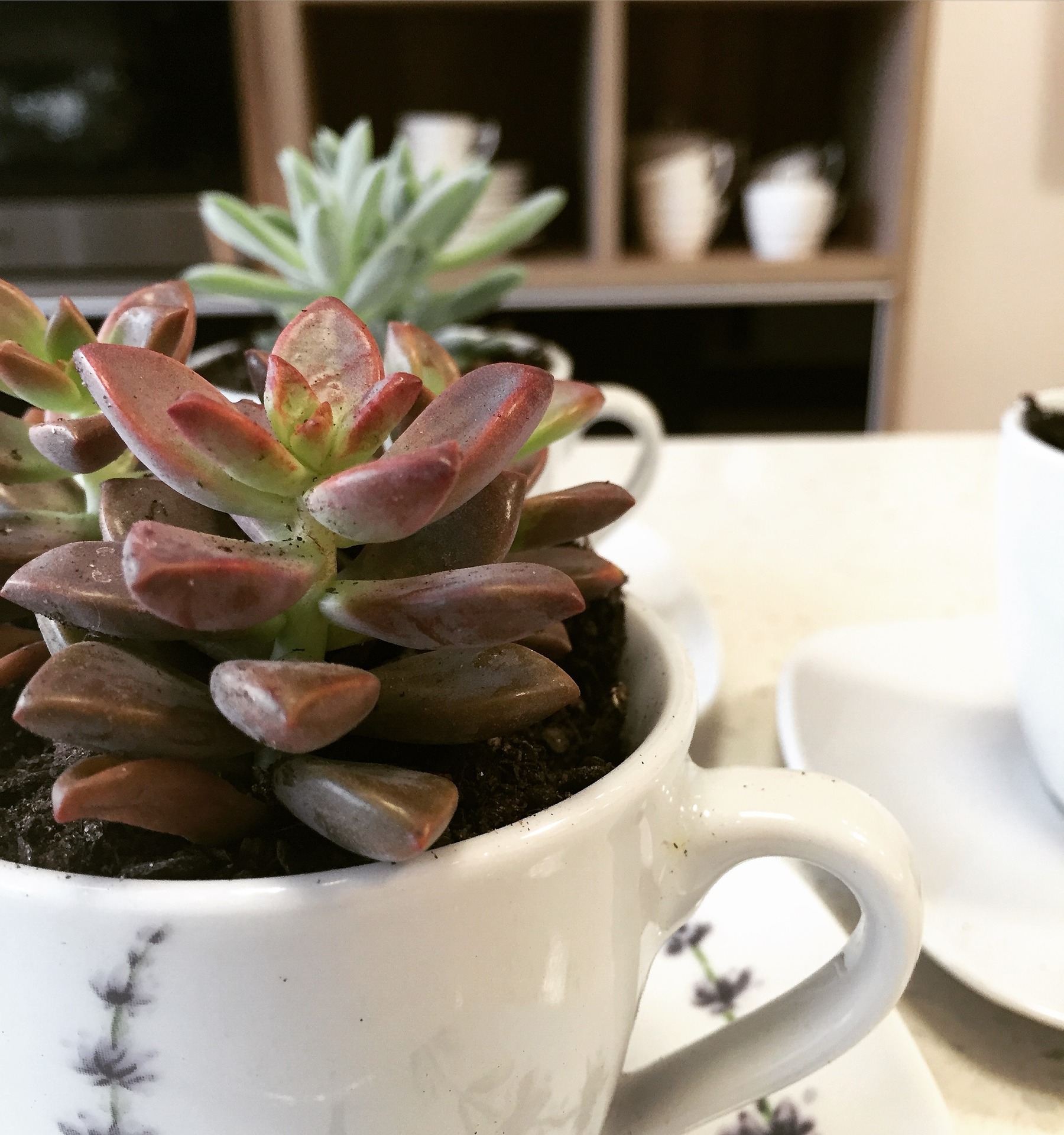 succulents-cup