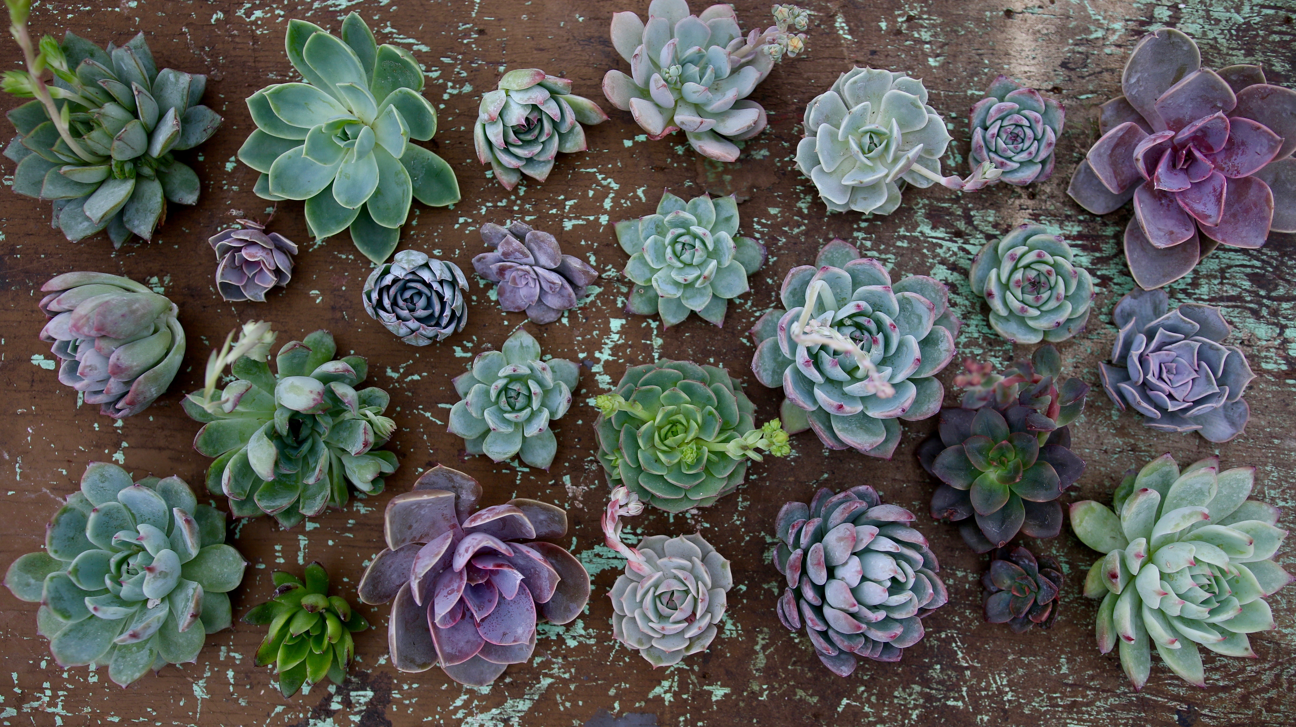 Planting Succulents for Beginners | Espoma