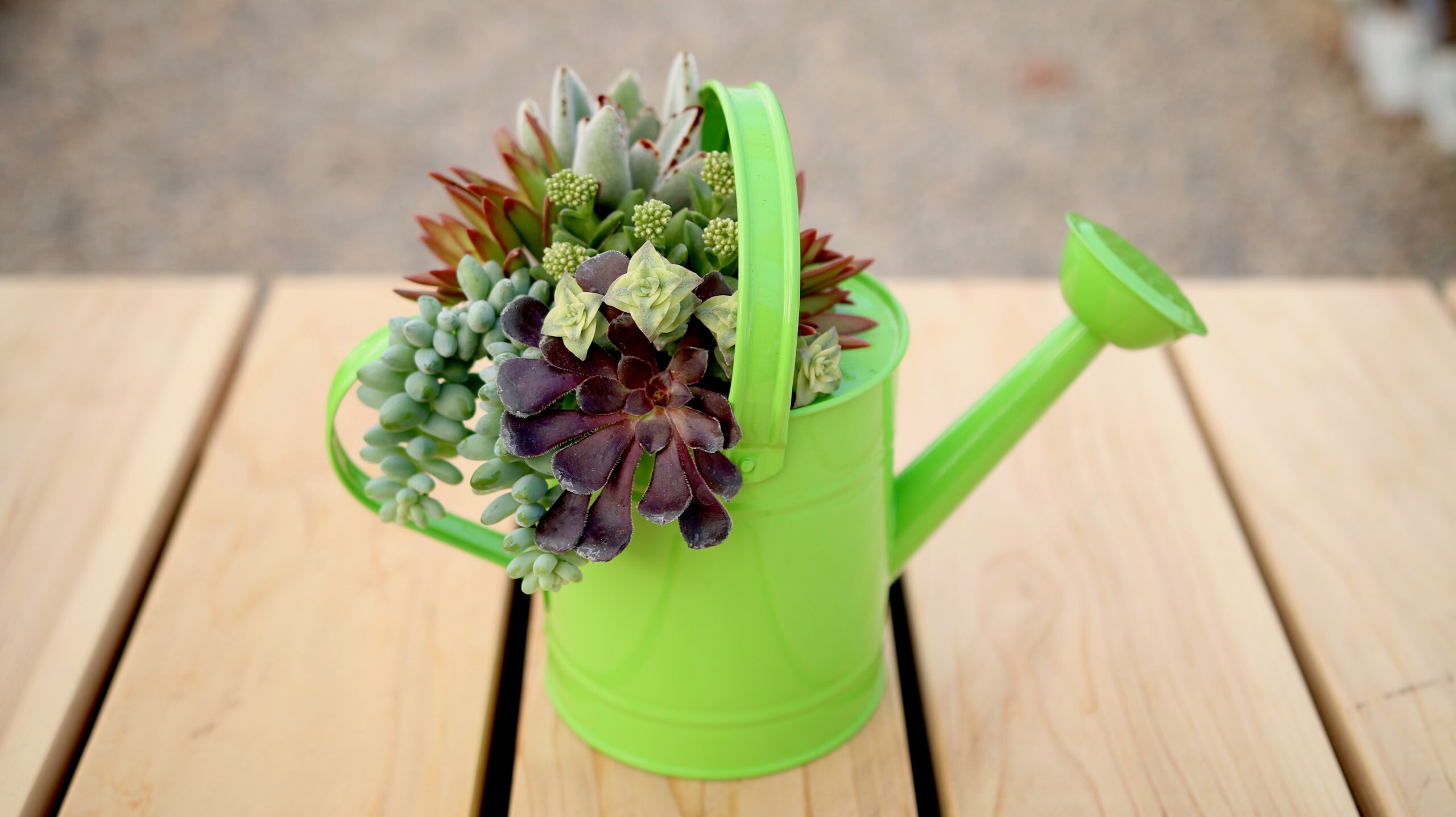 DIY Your Own Succulent Planter - Espoma Organic