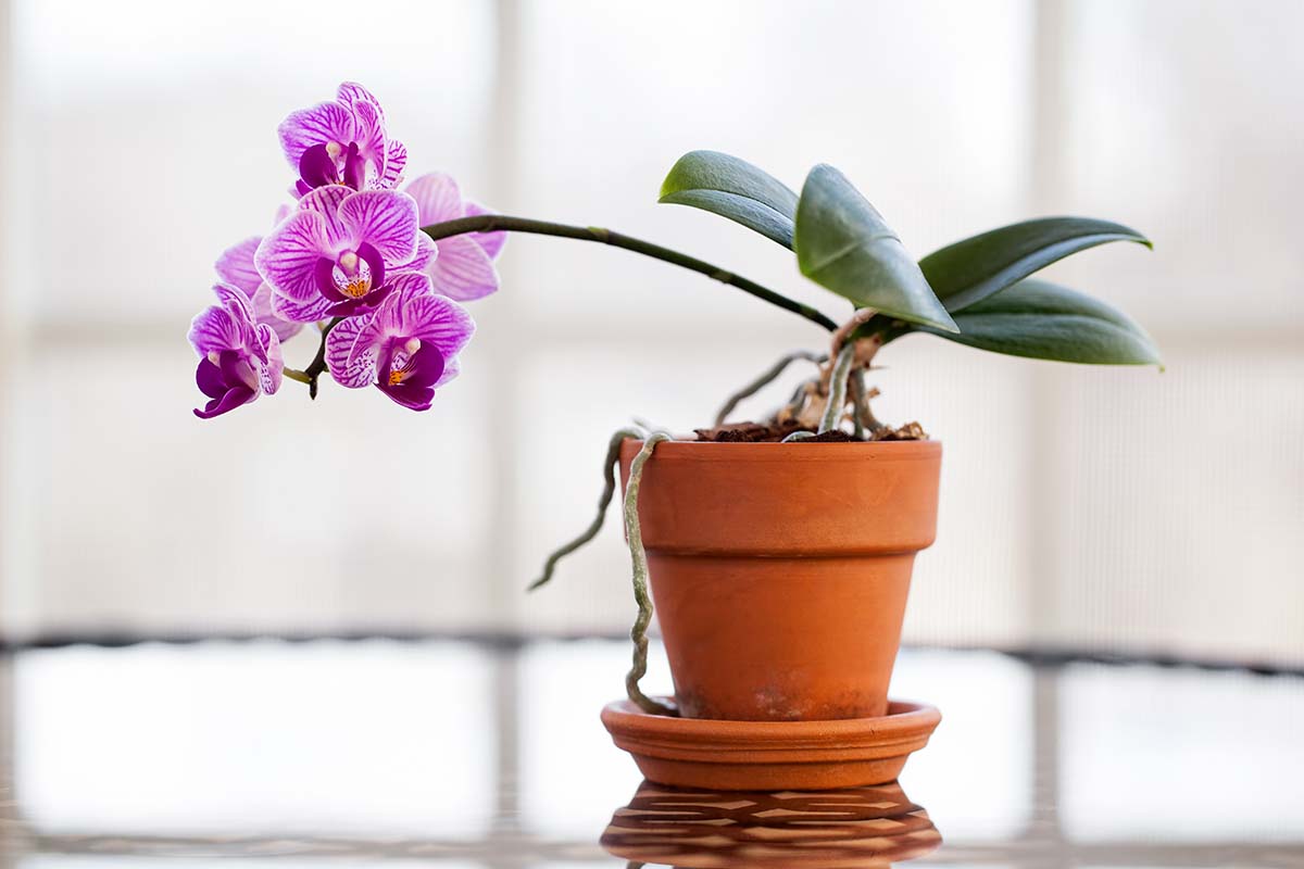 Best pots discount for orchids
