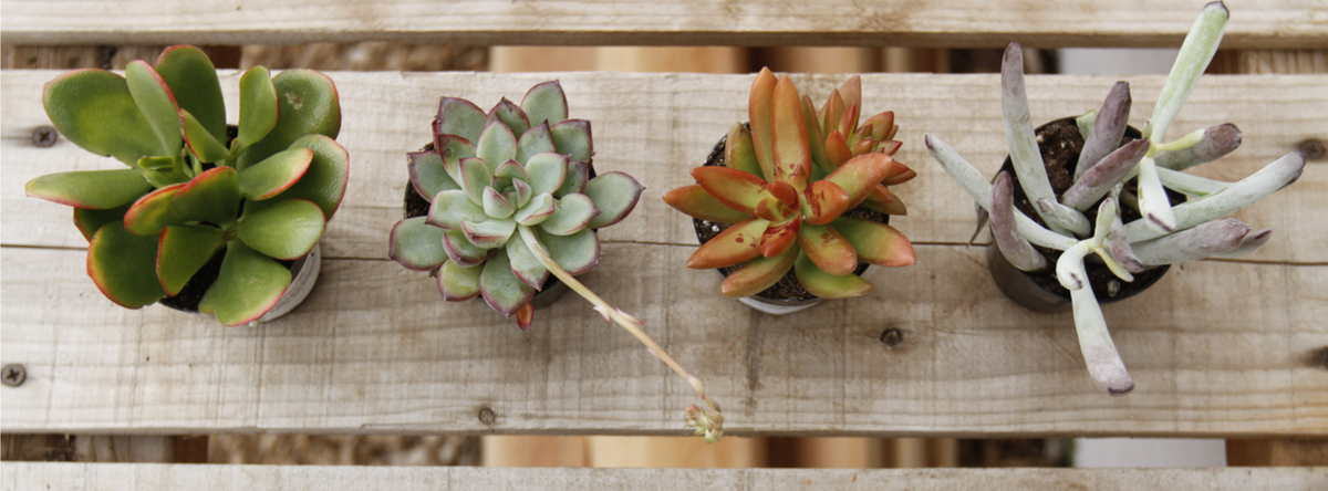 Espoma | 6 Easy-to-Grow Indoor Succulents | Espoma