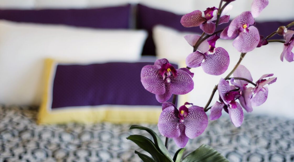 Purple orchid
