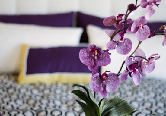 Purple orchid