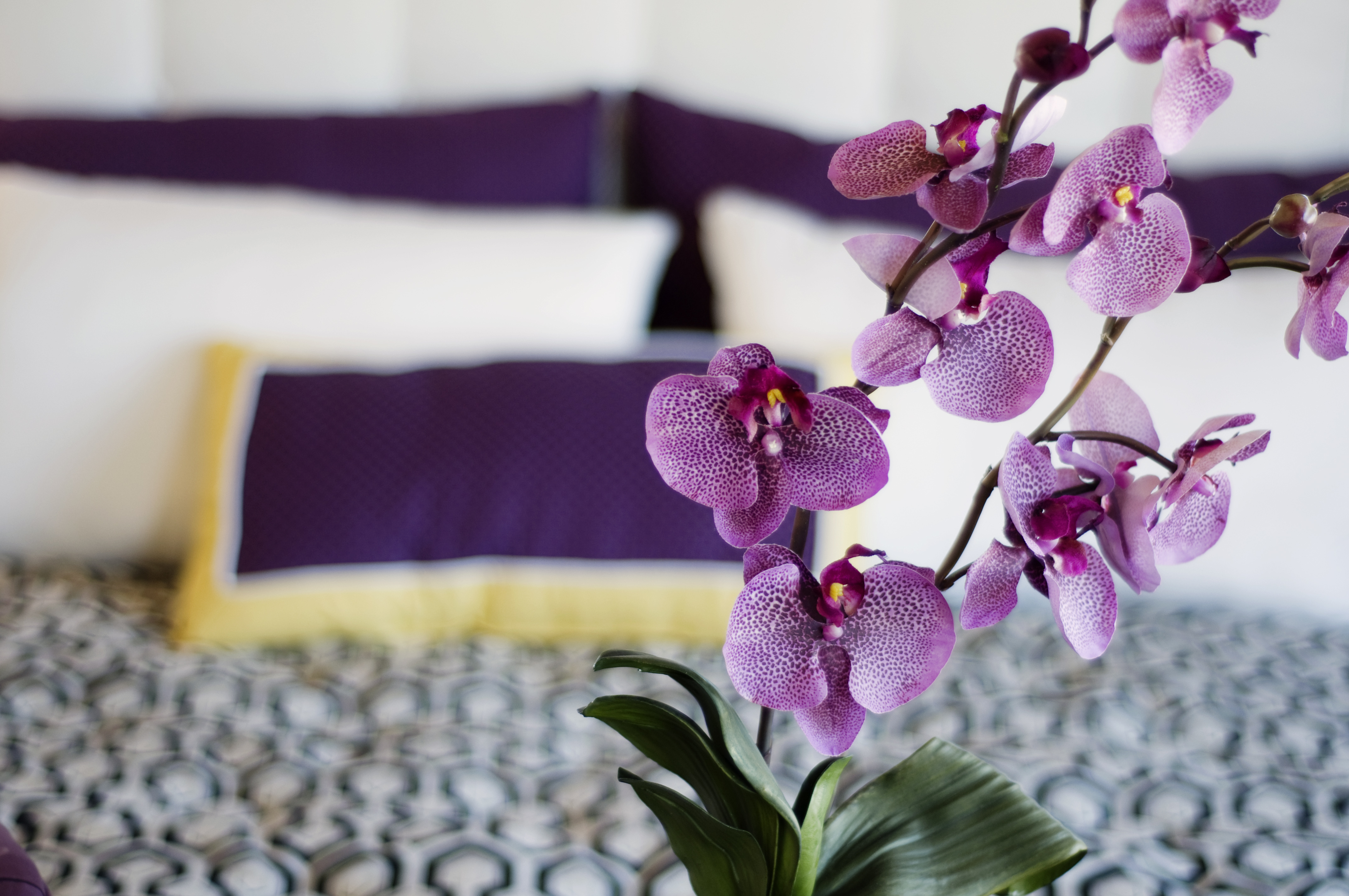 5 Reasons to Give Orchids This Valentine's Day | Espoma