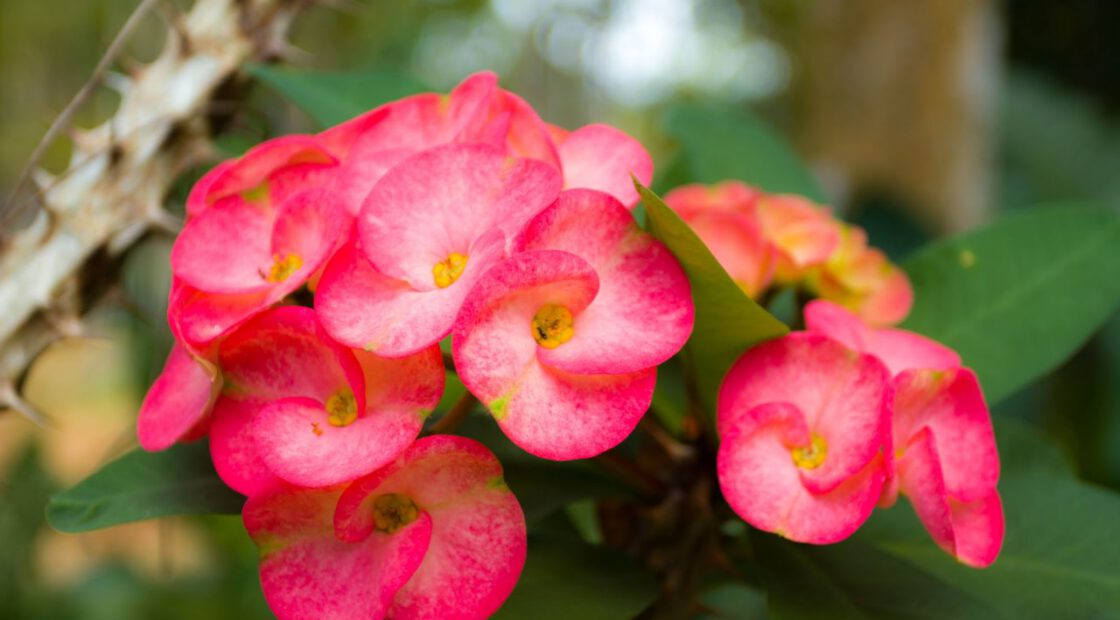 crown of thorns, pink flowers