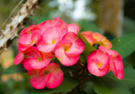 crown of thorns, pink flowers