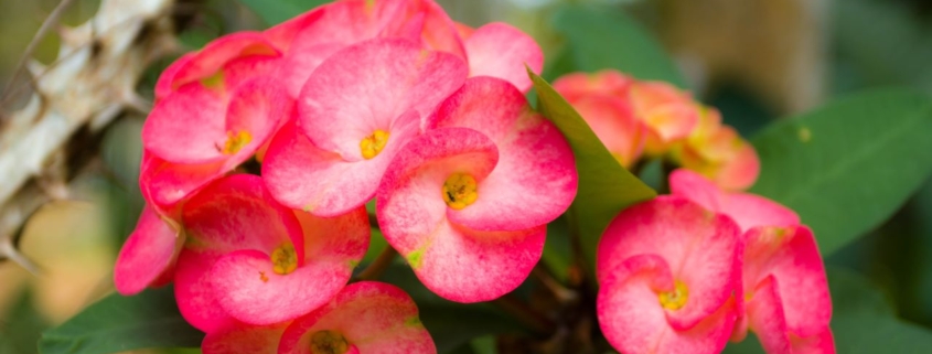 crown of thorns, pink flowers