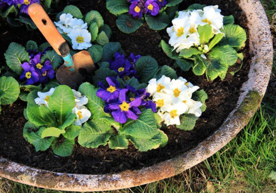 Potted white and purple primroses