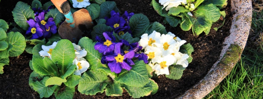 Potted white and purple primroses