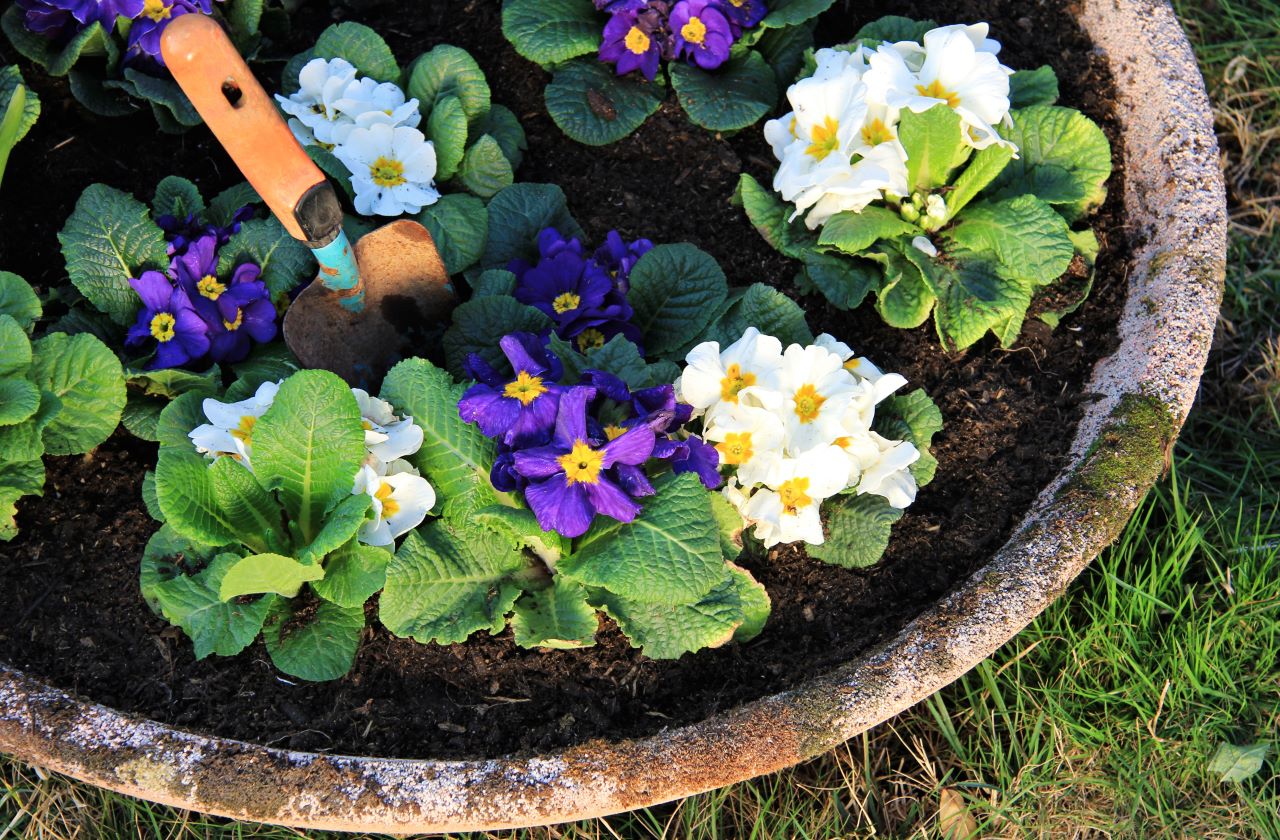 Primrose container