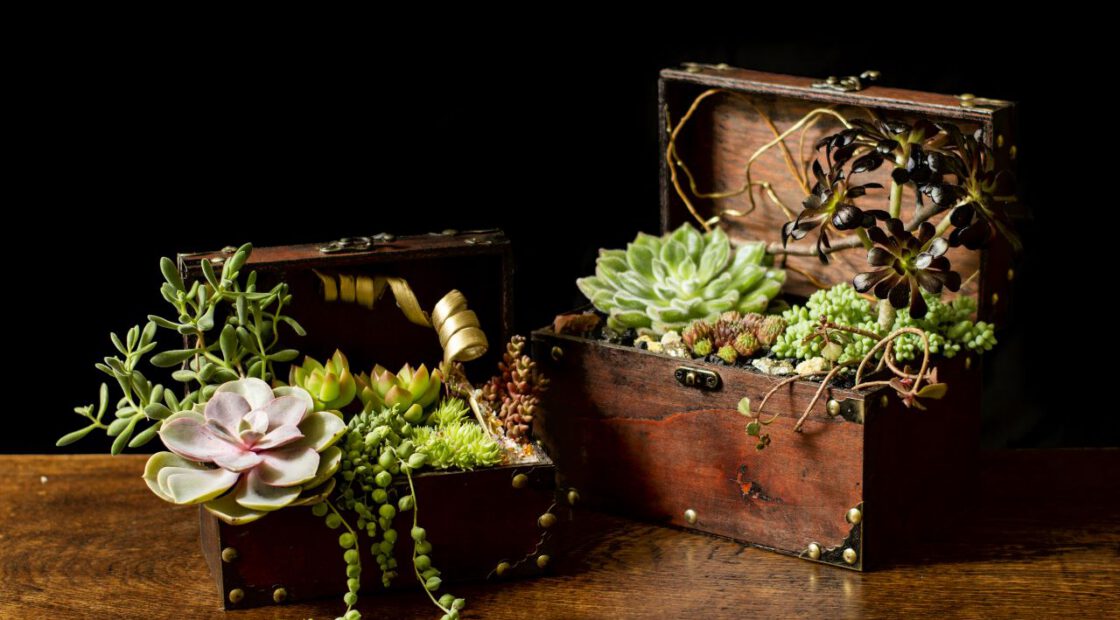 Succulents in wooden chests