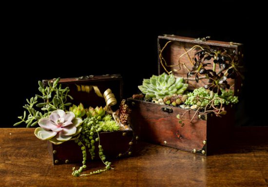 Succulents in wooden chests