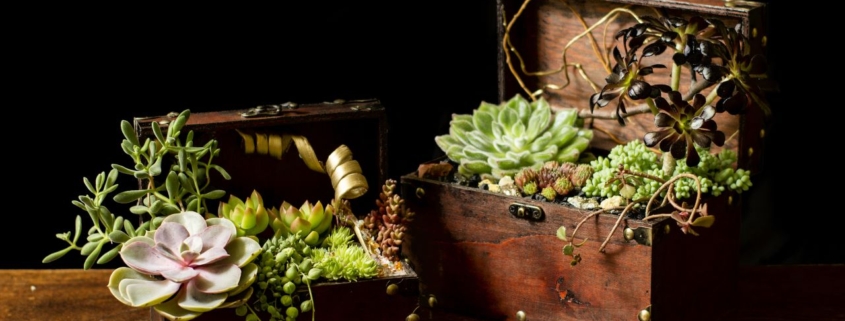 Succulents in wooden chests
