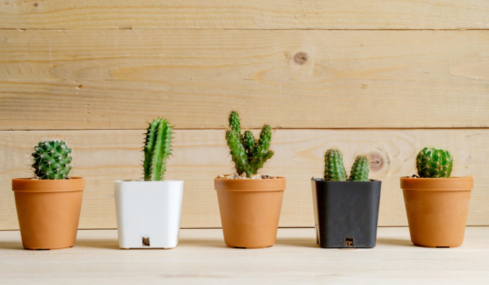 Cactus plants